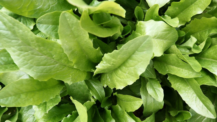 Large Leaf Sorrel (Rumex acetosa) Herb Seeds – Heirloom, Non-GMO, High Germination Organic Garden Seeds for Planting Flavorful Greens