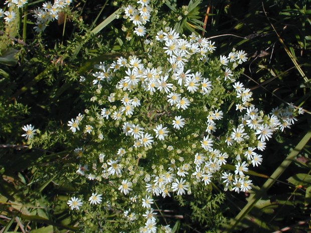 Semillas de flores de Aster Ericoides blancas para plantar – Semillas cimera no transgénicas de alta germinación