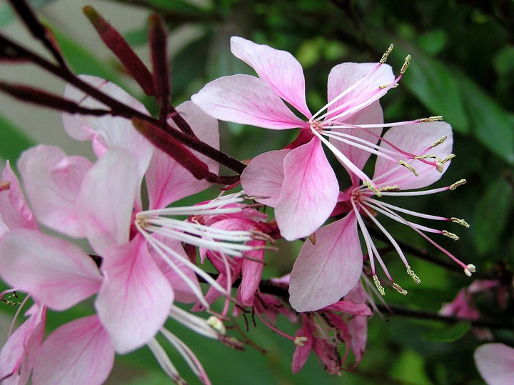 Gaura Flower Seeds Light Pink Heirloom Non-GMO High Germination Organic Garden Seeds for Planting