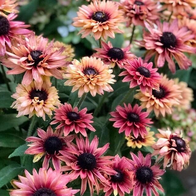 Mixed Rudbeckia Flower Seeds – Heirloom, Non-GMO, High Germination Seeds