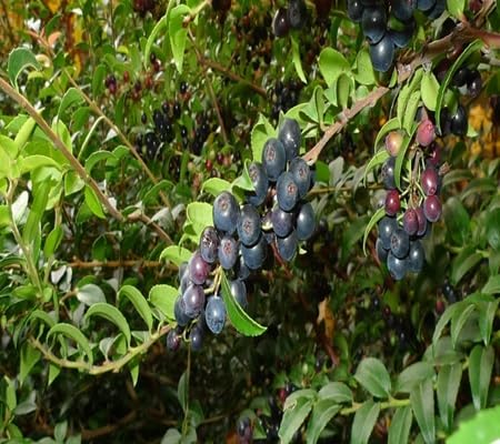 Huckleberry fruit