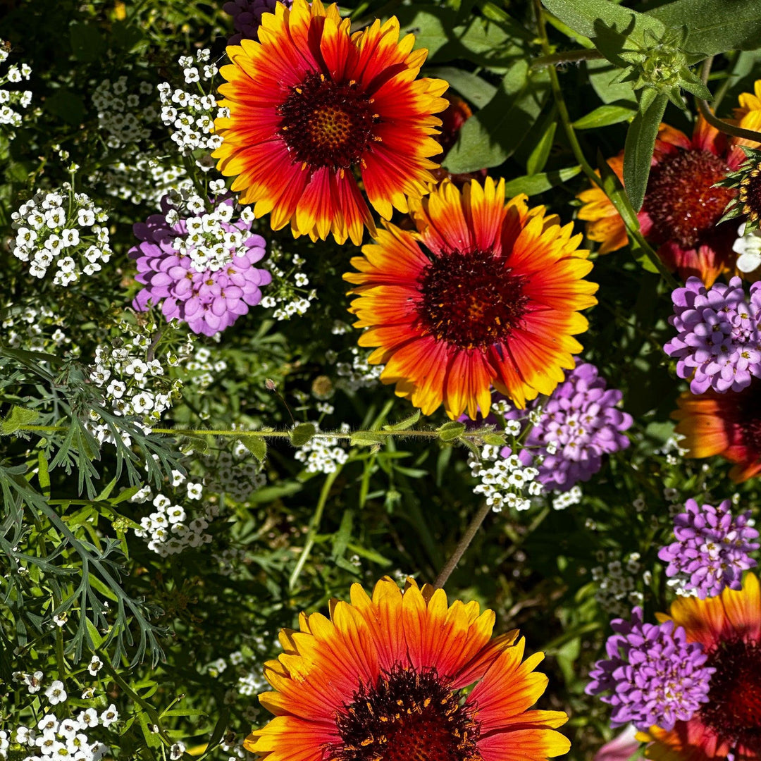 wildflower blend flower seeds