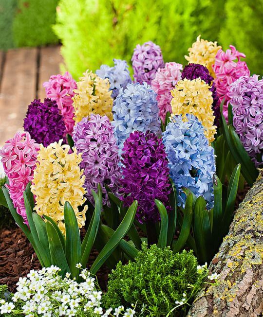 Hyacinthus Flower Seeds Mixed – Heirloom, Non-GMO, High Germination Seeds