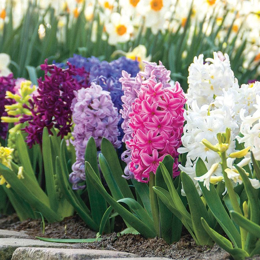 hyacinth flower flower seeds