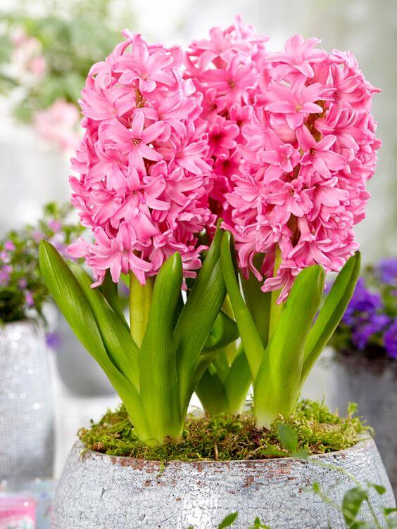 Pink Hyacinth Flower Seeds – Seeds for Planting, Heirloom, Non-GMO, High Germination Organic Garden Seeds