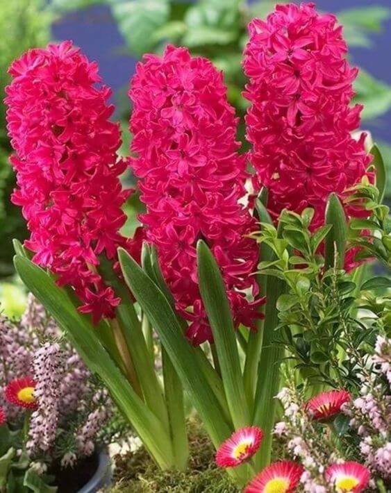 Red Hyacinth Flower Seeds – Heirloom, Non-GMO, High Germination Seeds
