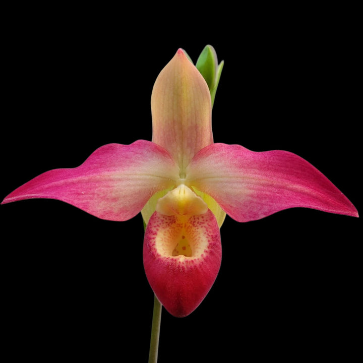 Rote Affengesichts-Orchideen-Blumensamen zum Pflanzen – Erbstück, gentechnikfrei, hohe Keimrate, Bio-Gartensamen