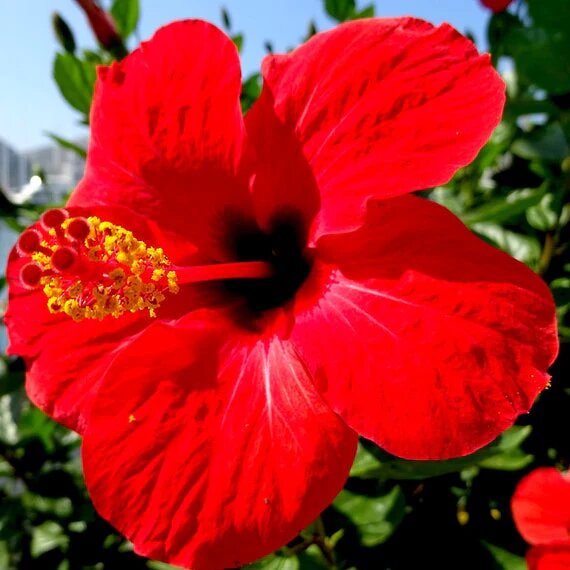 Red Blooming Hibiscus Flower Seeds – Heirloom, Non-GMO, High Germination Organic Garden Seeds
