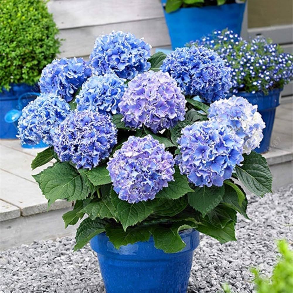 hydrangea flower flower seeds