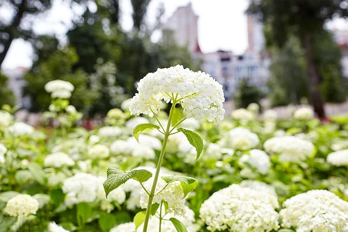 hydrangea hydrangea flower seeds
