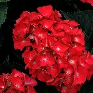 hydrangea hydrangea flower seeds