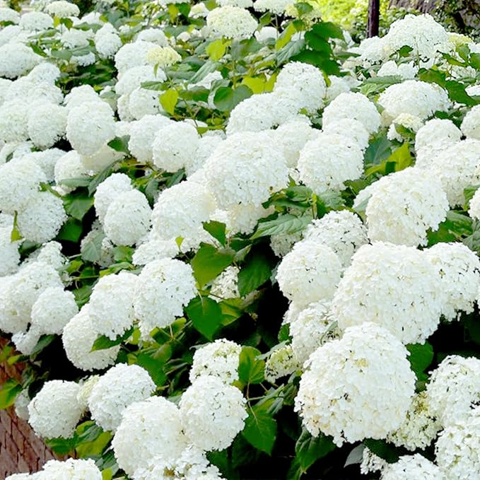 white hydrangea flower seeds