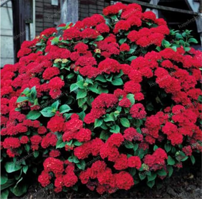 hydrangea hydrangea flower seeds