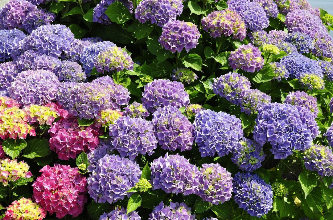 pink blue flower seeds