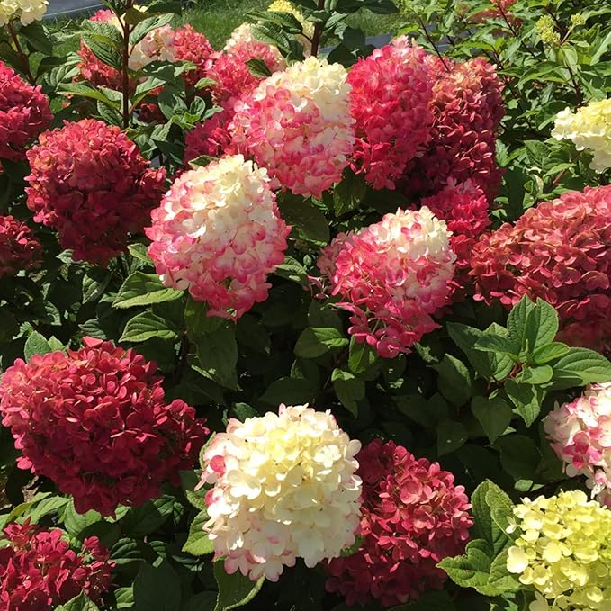 hydrangea color flower seeds