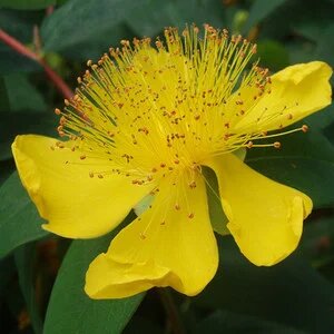 Hypericum Cerastoides Flower Seeds Yellow – Heirloom Non-GMO High Germination Seeds