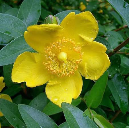 Hypericum Patulum herb seeds
