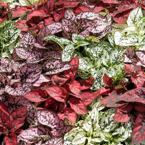 hypoestes polka flower seeds