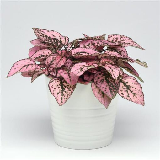 pink hypoestes flower seeds