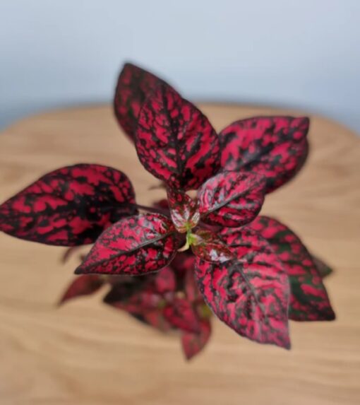 red hypoestes flower seeds