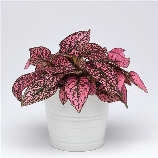 hypoestes rose flower seeds