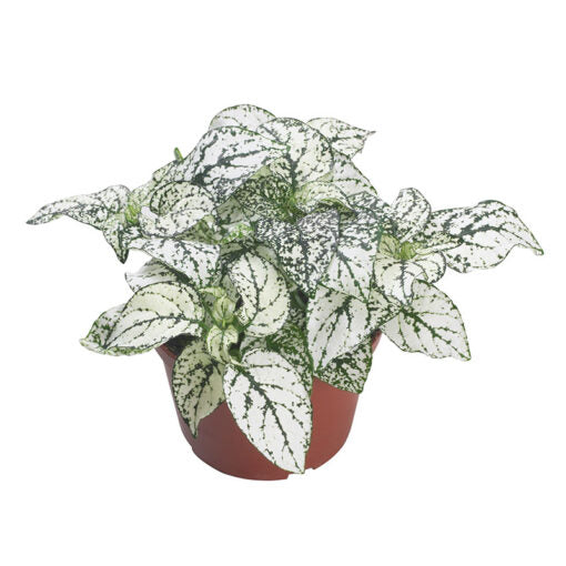 white hypoestes flower seeds