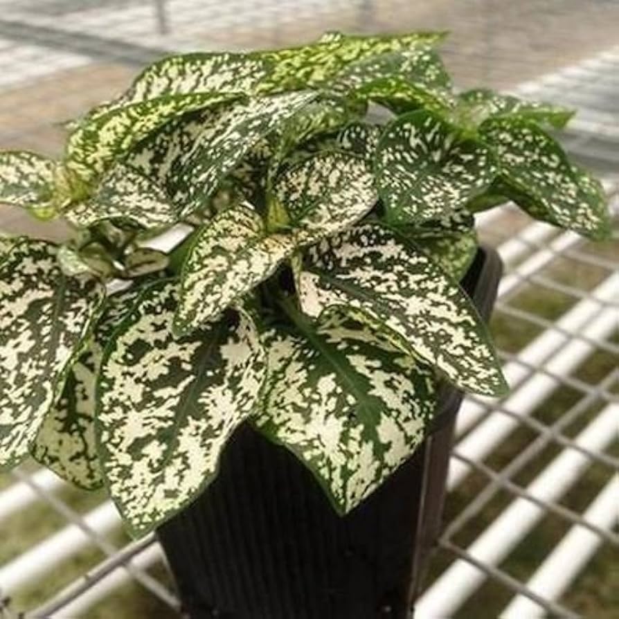 white hypoestes flower seeds