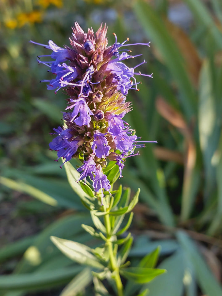 Purple Hyssopus Officinalis Plant Seeds for Planting | Heirloom Non-GMO High Germination Seeds