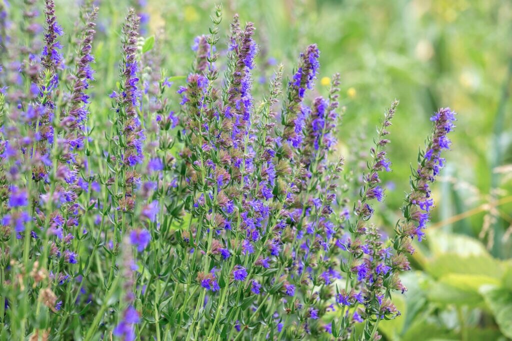 Purple Hyssopus herb seeds