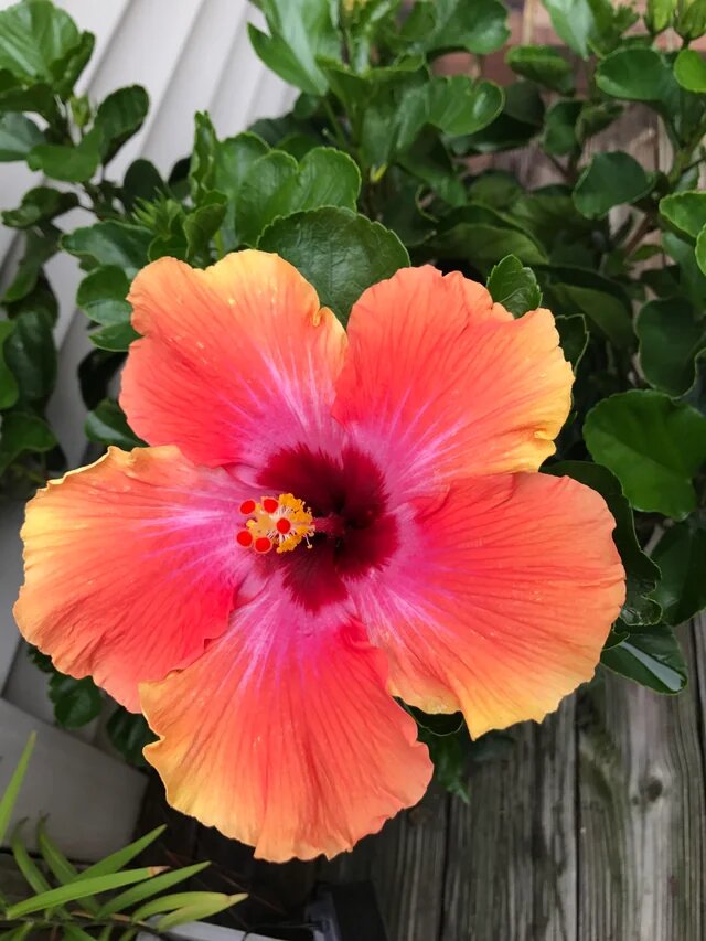 Pink Orange Hibiscus Flower Seeds – Heirloom, Non-GMO, High Germination Seeds