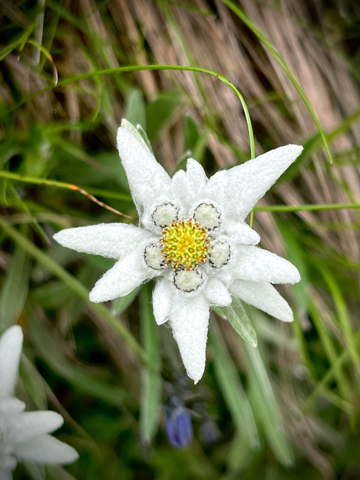 Edelweiß Blumensamen Weiß – Alte Sorte Gentechnikfrei Hohe Keimrate Samen