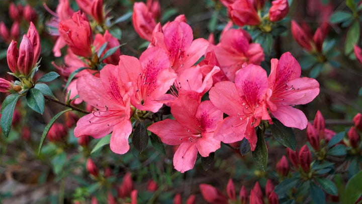 Azaleenblumensamen mehrjährig – alte Sorte, gentechnikfrei, hohe Keimrate Bio-Gartensamen zum Pflanzen