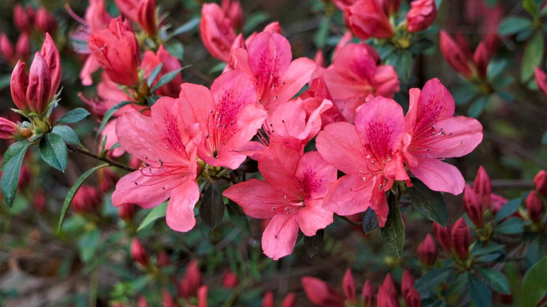 Azalea Flower Seeds Perennial – Heirloom, Non-GMO, High Germination Organic Garden Seeds for Planting