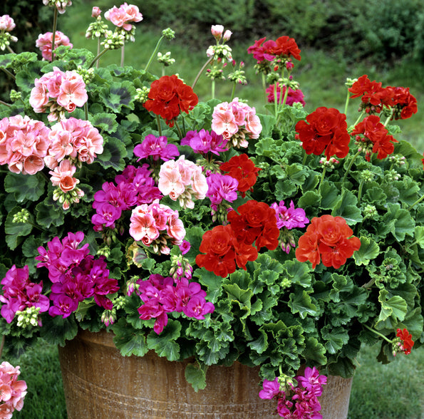 Mixed Geranium Pelargonium Flower Seeds – Heirloom, Non-GMO, High Germination Seeds