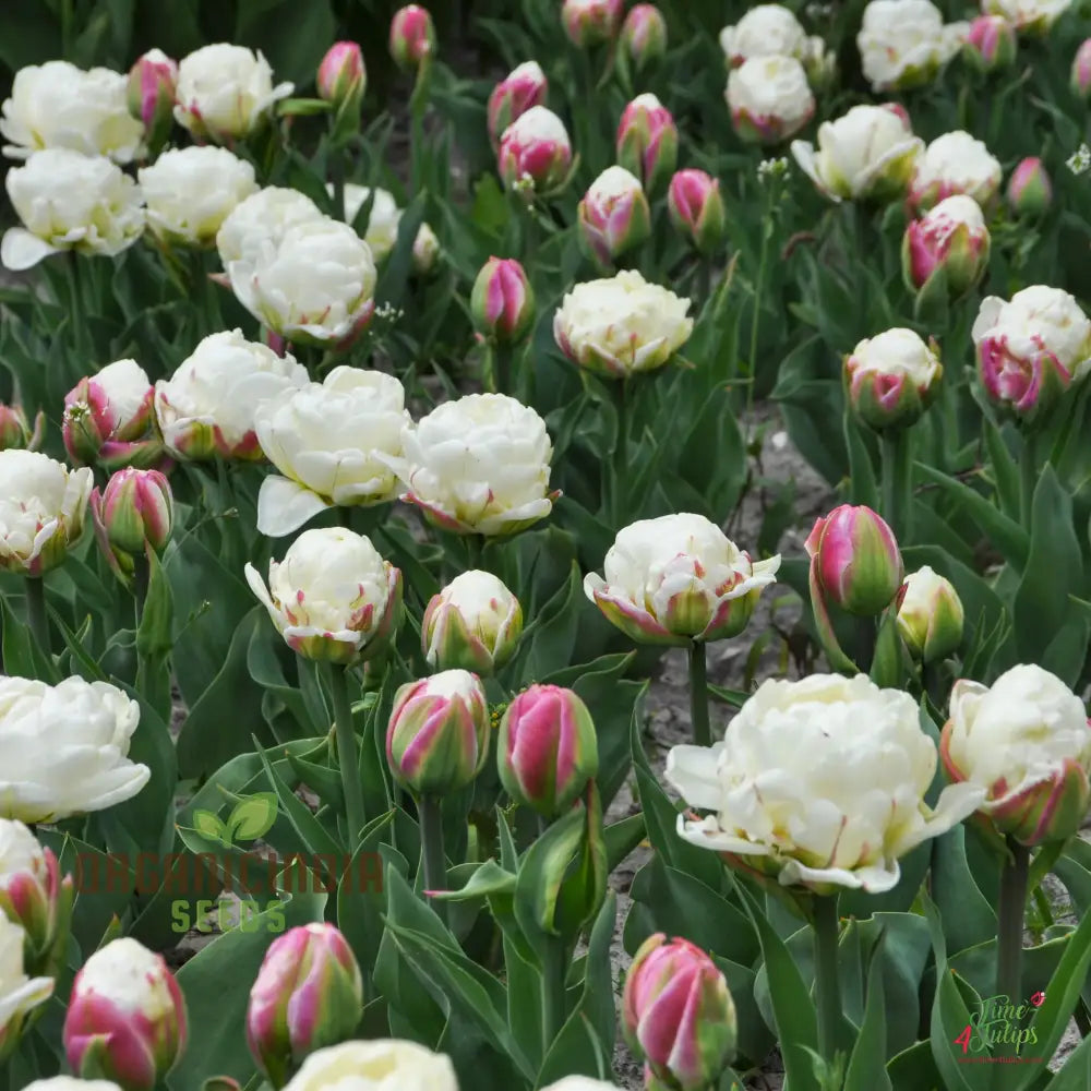 ice tulip flower seeds