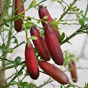 pink ice flower seeds
