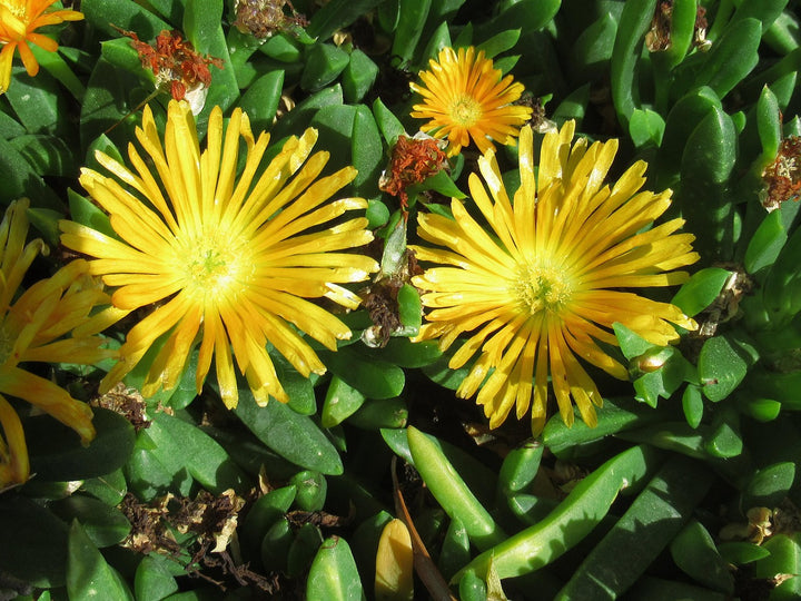 Delosperma Flower Seeds Yellow – Heirloom Non-GMO High Germination Seeds