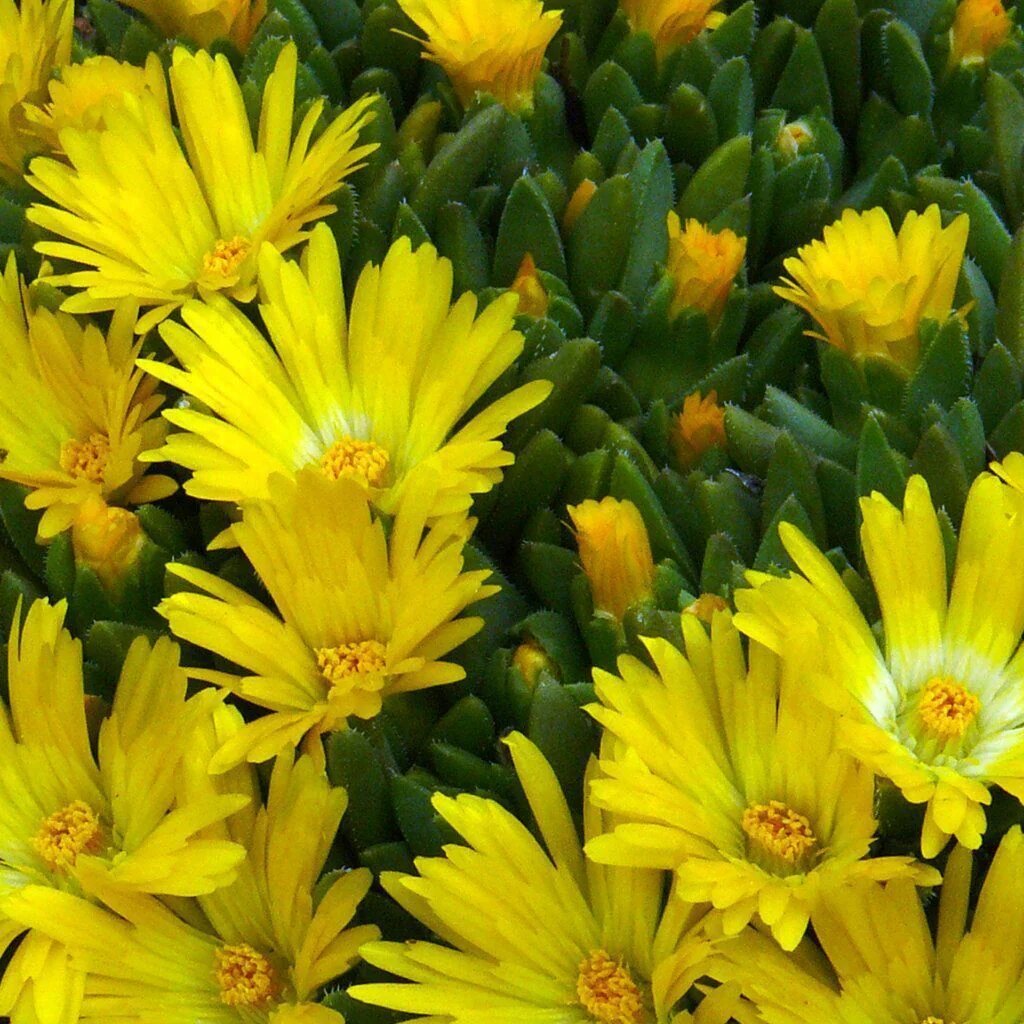 Delosperma Flower Seeds Yellow – Heirloom Non-GMO High Germination Seeds