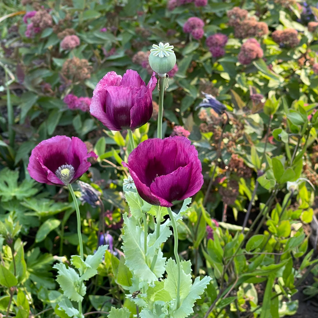 stratified mixed flower seeds