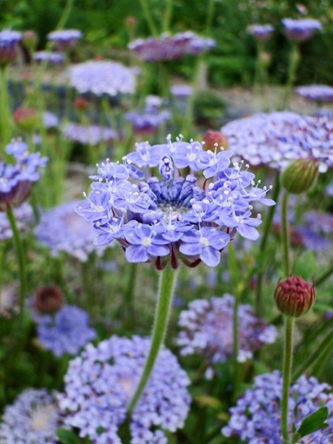 blue didiscus flower seeds