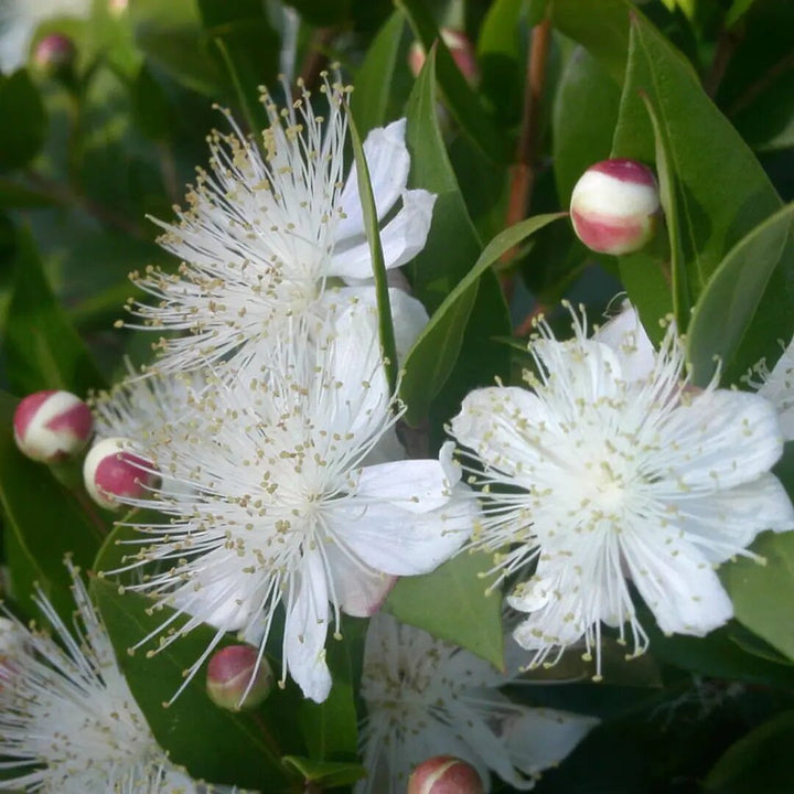 Greek Myrtle Plant Seeds (Myrtus communis) – Heirloom, Non-GMO, High Germination Seeds