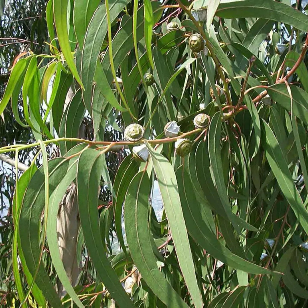 Eucalyptus Globulus herb seeds