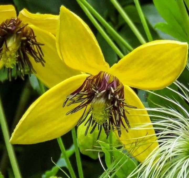 Clematies Flower Seeds Yellow for Planting – Heirloom Non-GMO High Germination