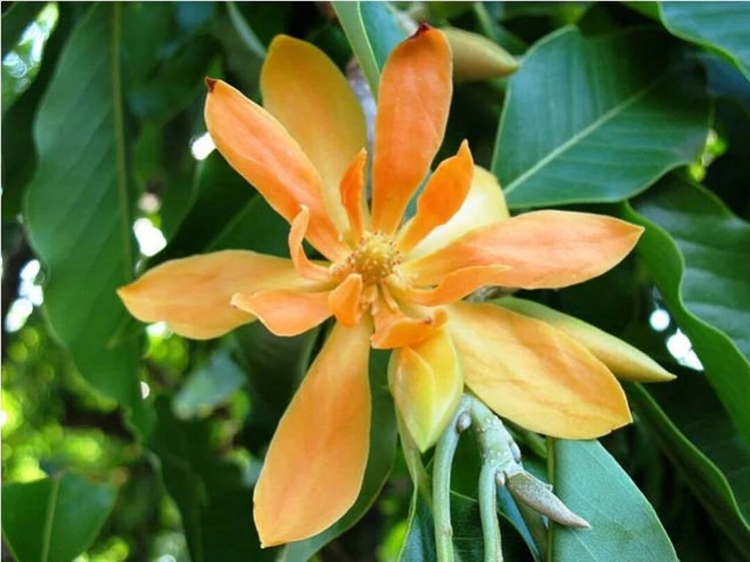 Orange Champaca Flower Seeds – Heirloom, Non-GMO, High Germination Seeds