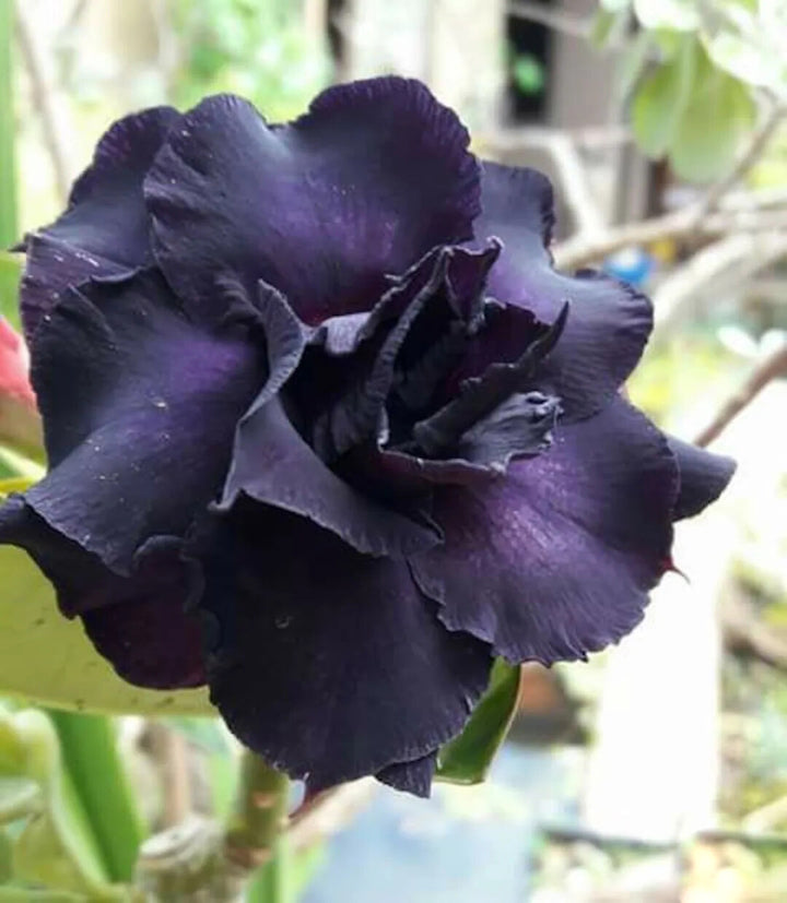 Adenium Obesum Black Flower Seeds for Planting – Heirloom Non-GMO Organic Garden Seeds