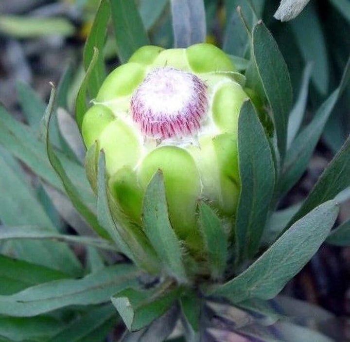 Green Protea Flower Seeds for Planting – Heirloom Non-GMO High Germination Organic Garden Seeds