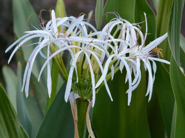 Crinum Flower Seeds for Planting – Heirloom Non-GMO High Germination Organic Seeds