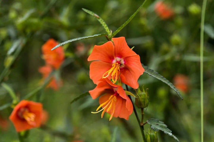 Orange Pentapetes Flower Seeds – Heirloom, Non-GMO, High Germination Seeds