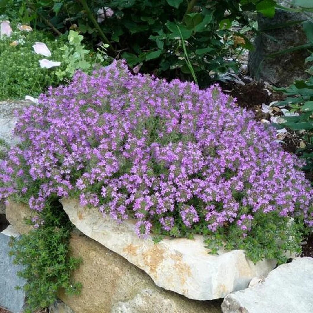 Kriechender Thymian Pflanzensamen Erbstück gentechnikfrei hohe Keimrate Bio-Gartensamen