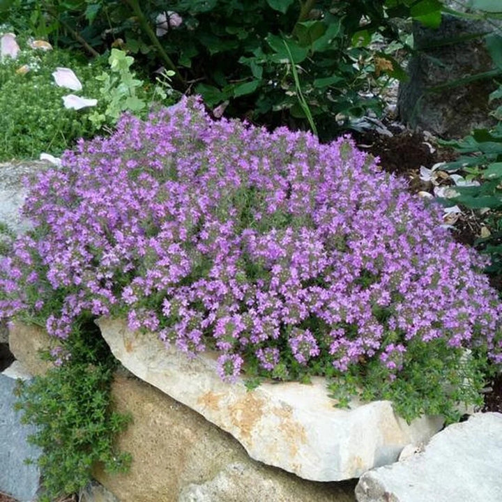 Kriechender Thymian Pflanzensamen Erbstück gentechnikfrei hohe Keimrate Bio-Gartensamen